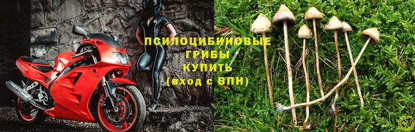 прущие грибы Алзамай